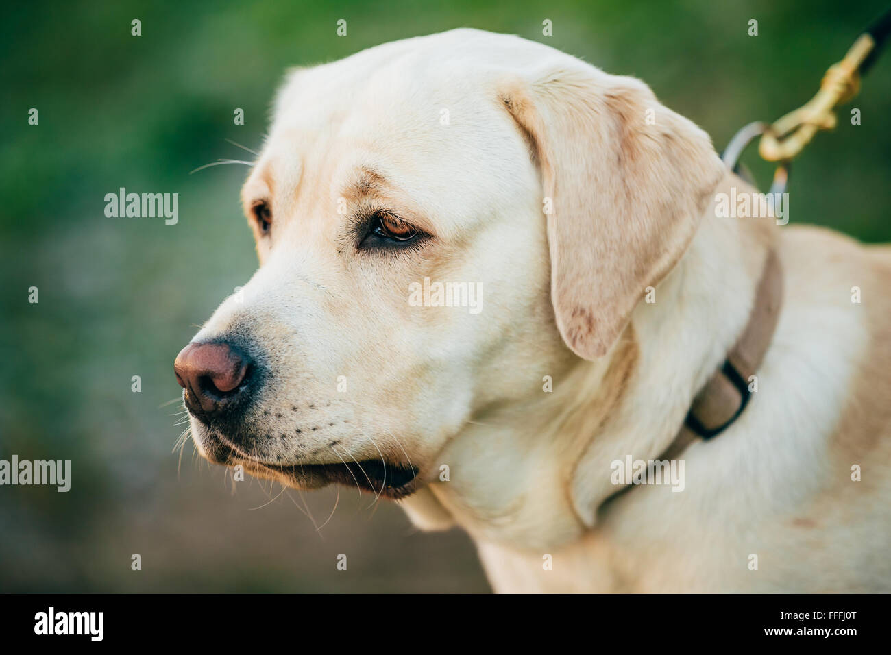 Close Up Adult White Labrador Dog on green grass background Stock Photo
