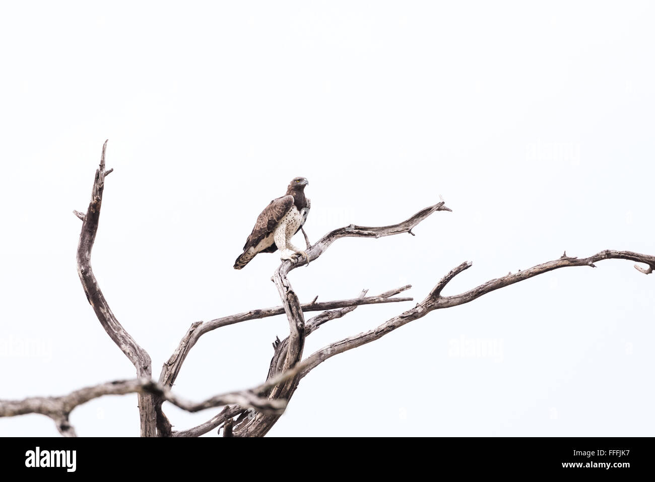 Martial Eagle (Polemaetus bellicosus) perched in dead tree, Okavango Delta, Botswana, November Stock Photo