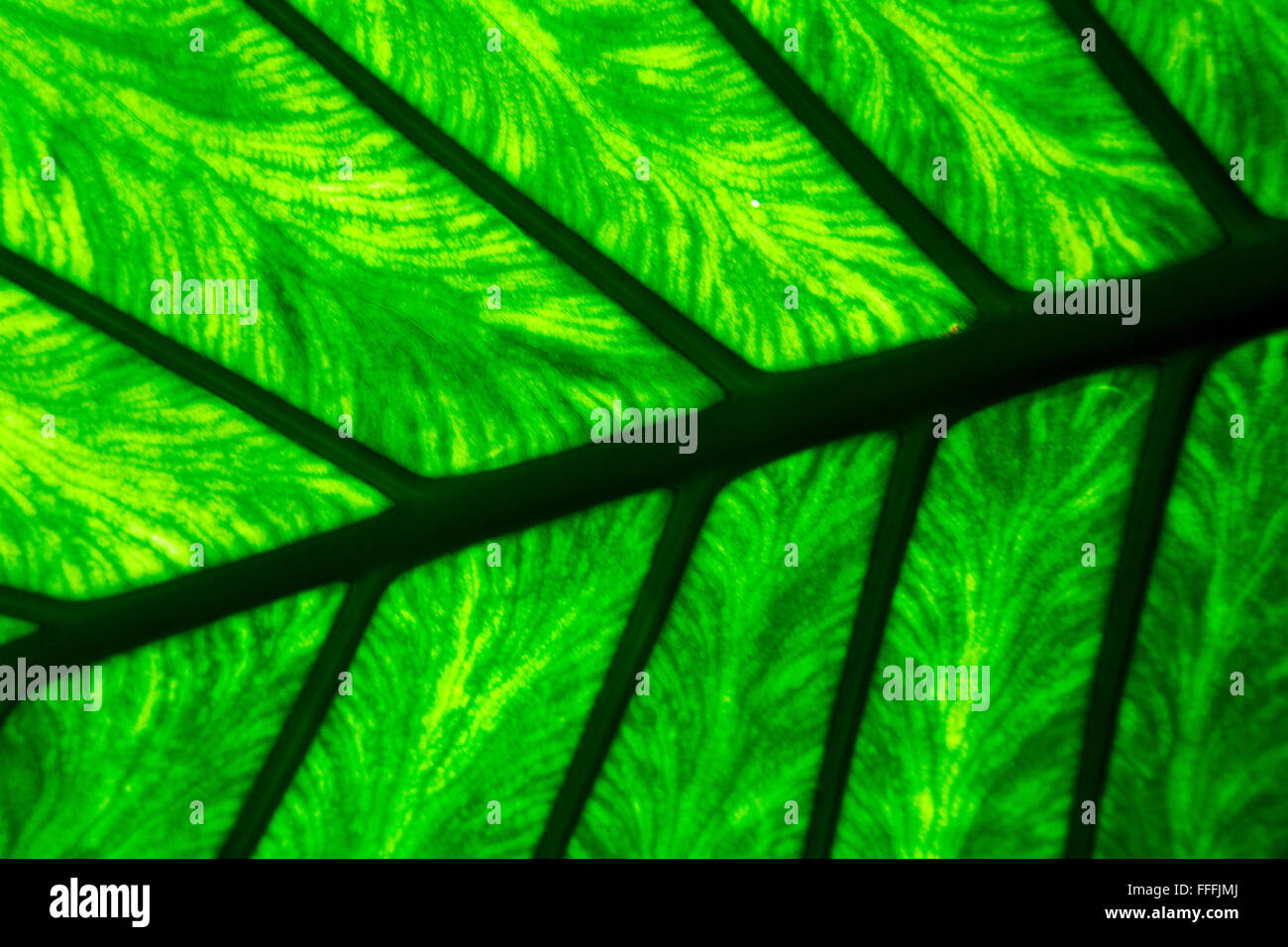 background macro close up abstract of a green black leaf and his veins ...