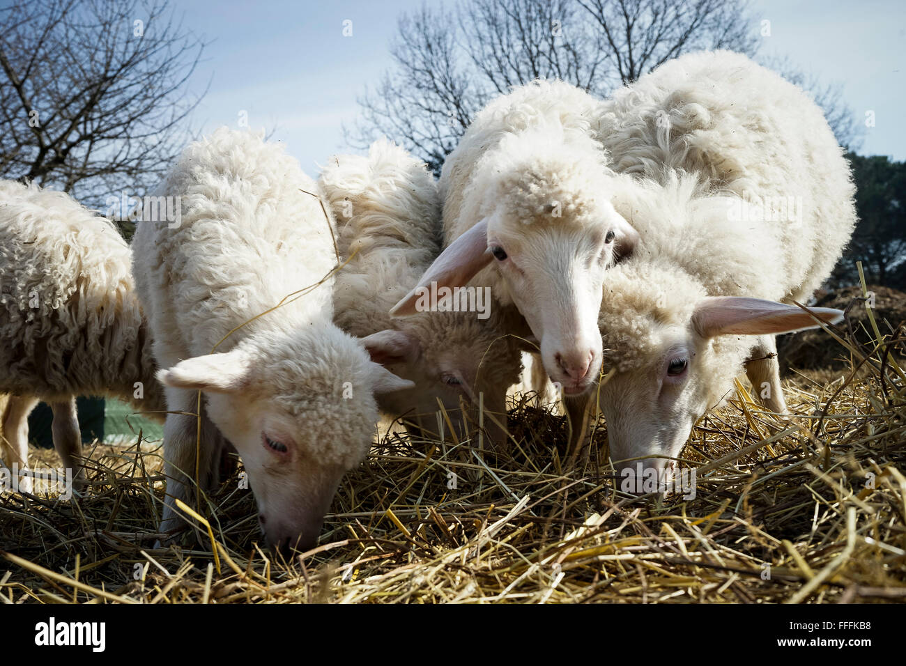 Sheep browsing hey Stock Photo