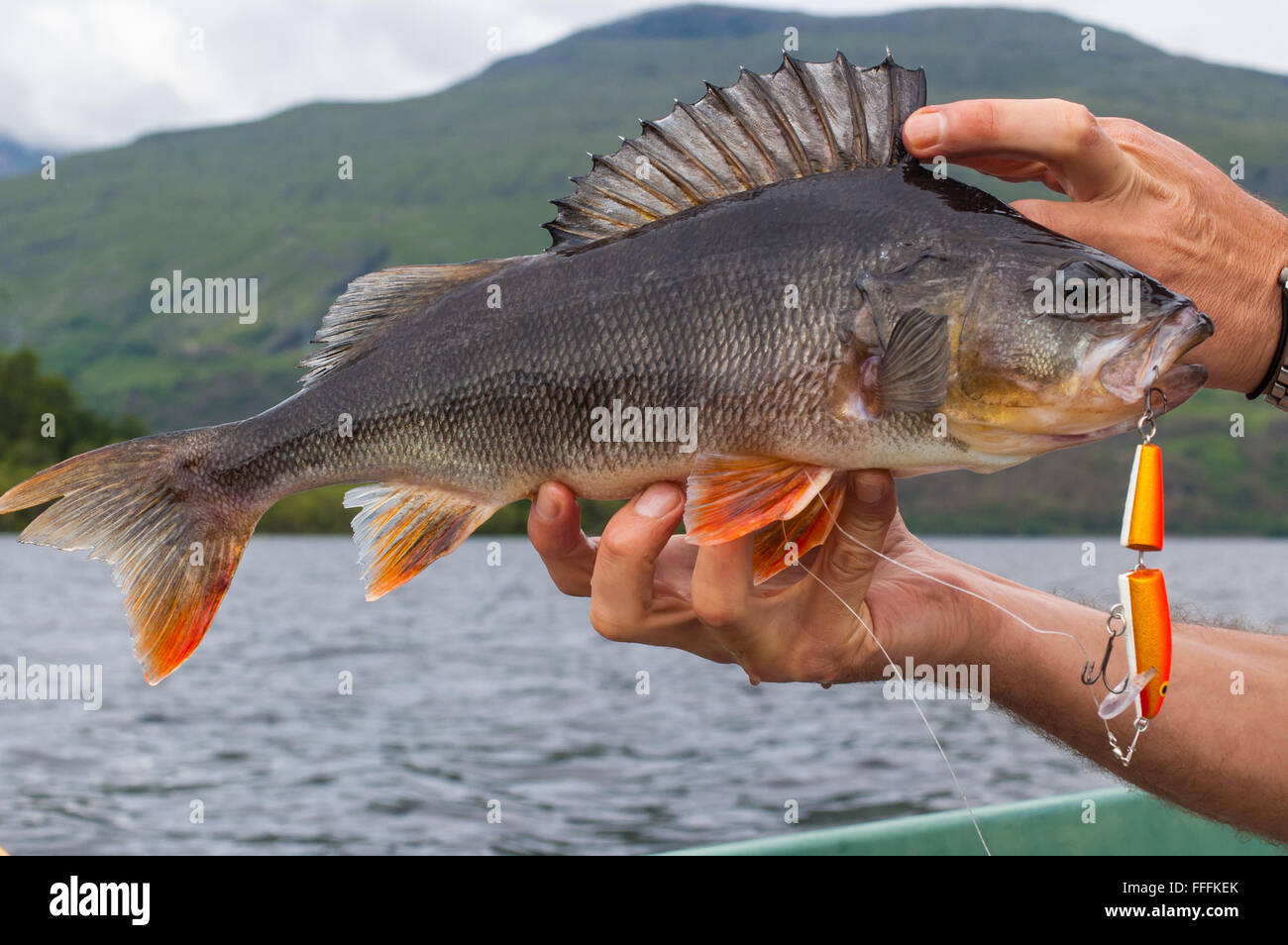Big perch caught with an orange minnow on the hands of an angler. Lake and mountain in the background. Stock Photo