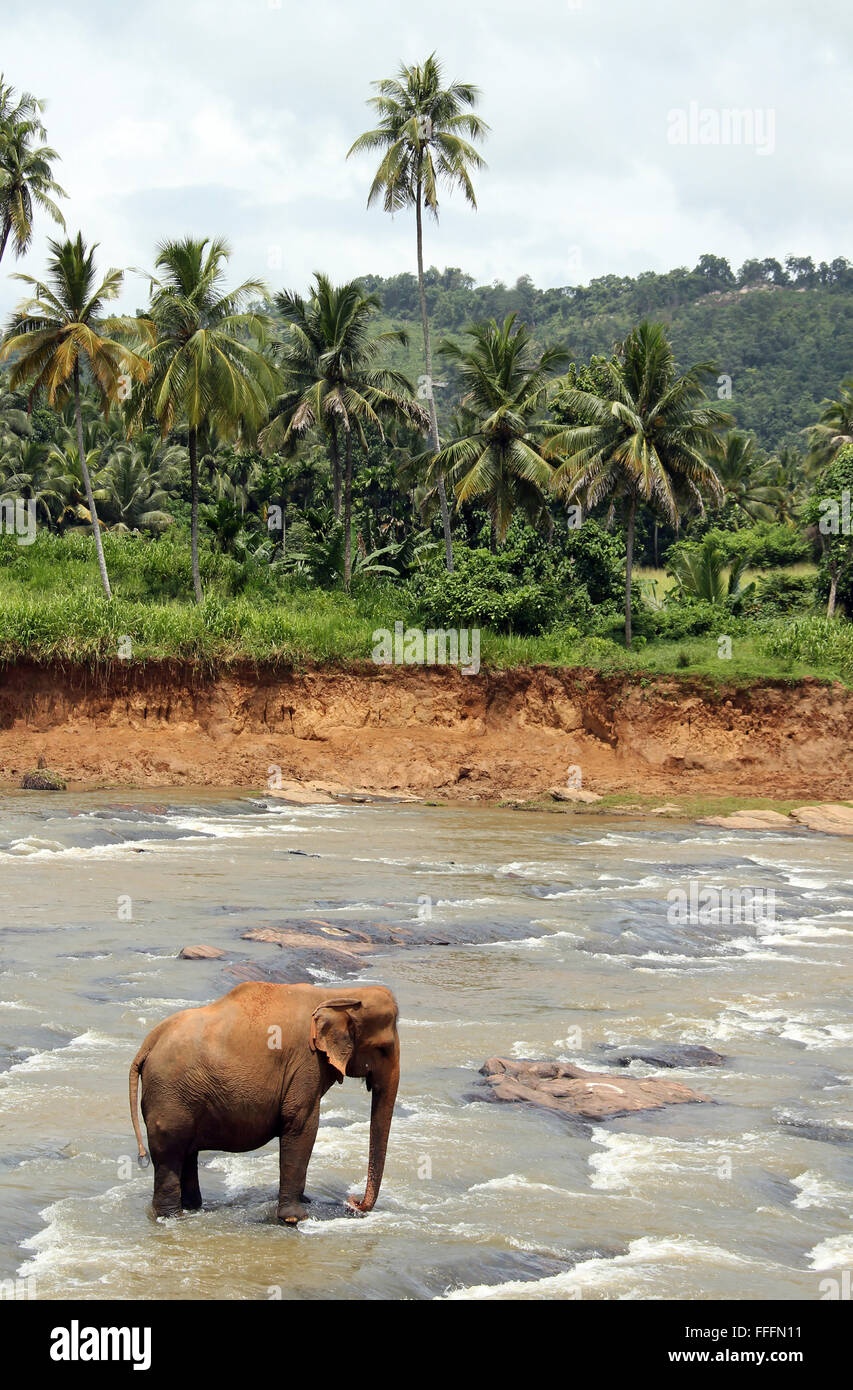 Indian elephant in sri lanka hi-res stock photography and images - Alamy