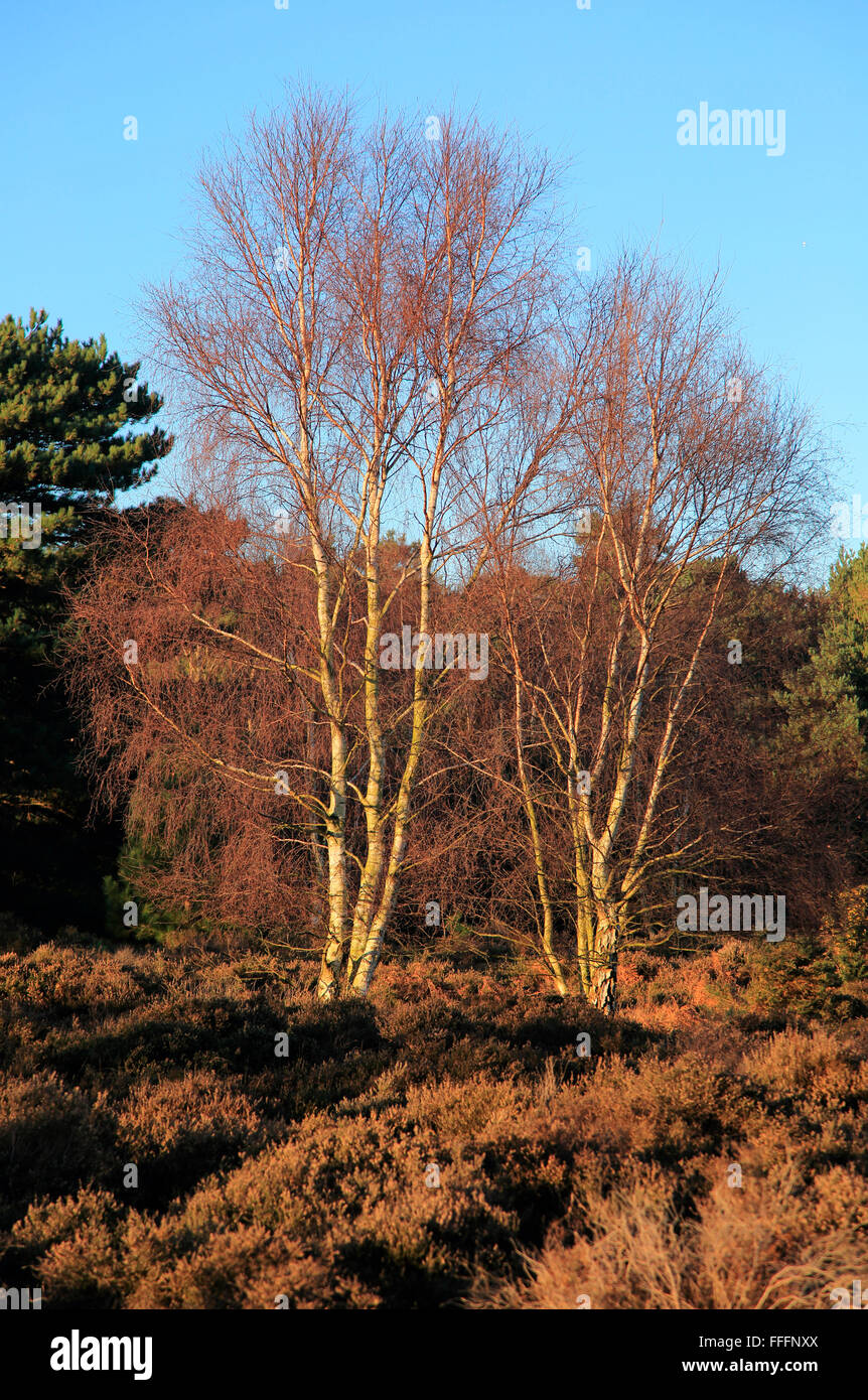 Silver birch trees Betula pendula, with heather plants on heathland, Sutton Heath Suffolk, England, UK Stock Photo