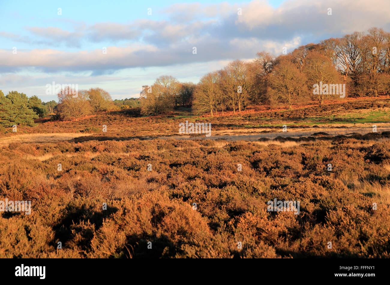 Winter landscape of deciduous trees and heather plants on heathland, Sutton Heath Suffolk, England, UK Stock Photo