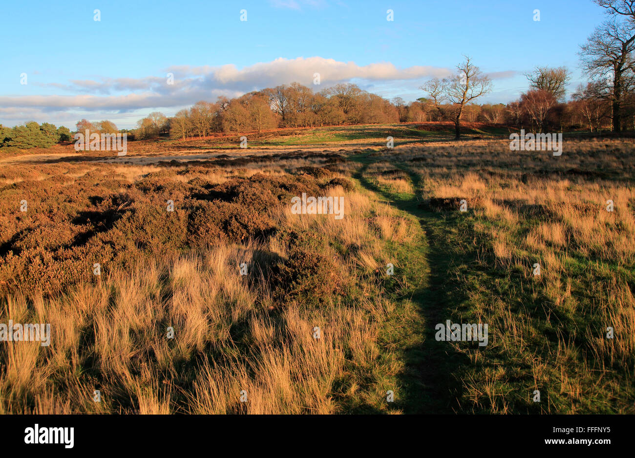 Winter landscape of deciduous trees and heather plants on heathland, Sutton Heath Suffolk, England, UK Stock Photo
