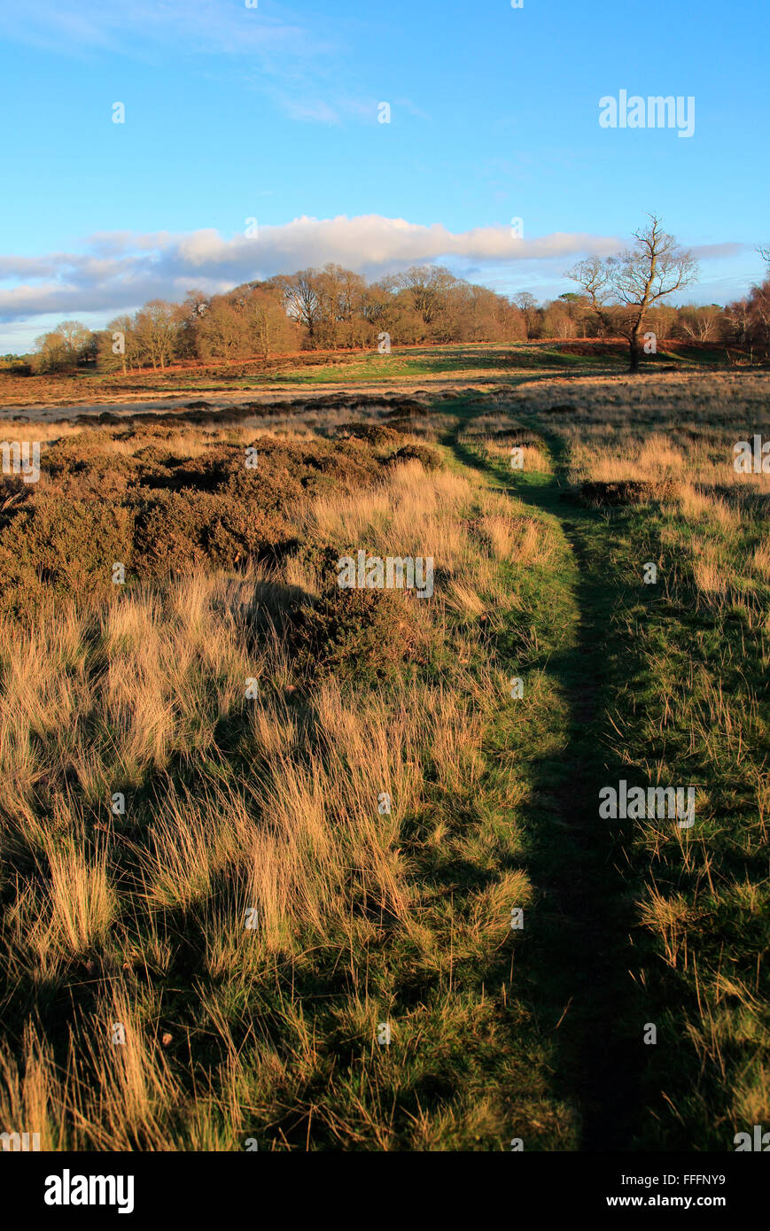 Winter landscape of deciduous trees and heather plants on heathland, Sutton Heath Suffolk, England, UK Suffolk Sandlings AONB Stock Photo