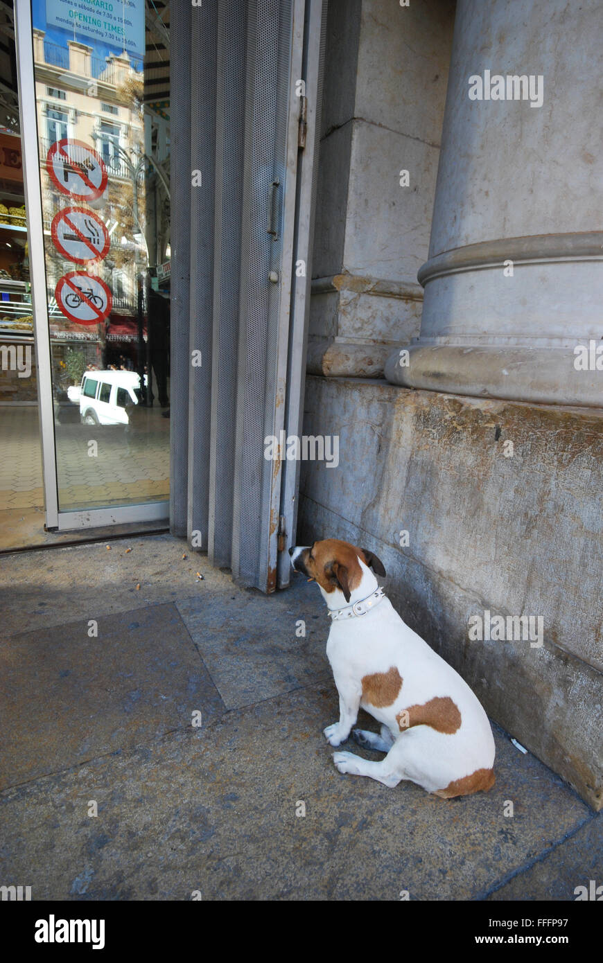 dog waiting outside Mercado Central, Valencia Spain Stock Photo