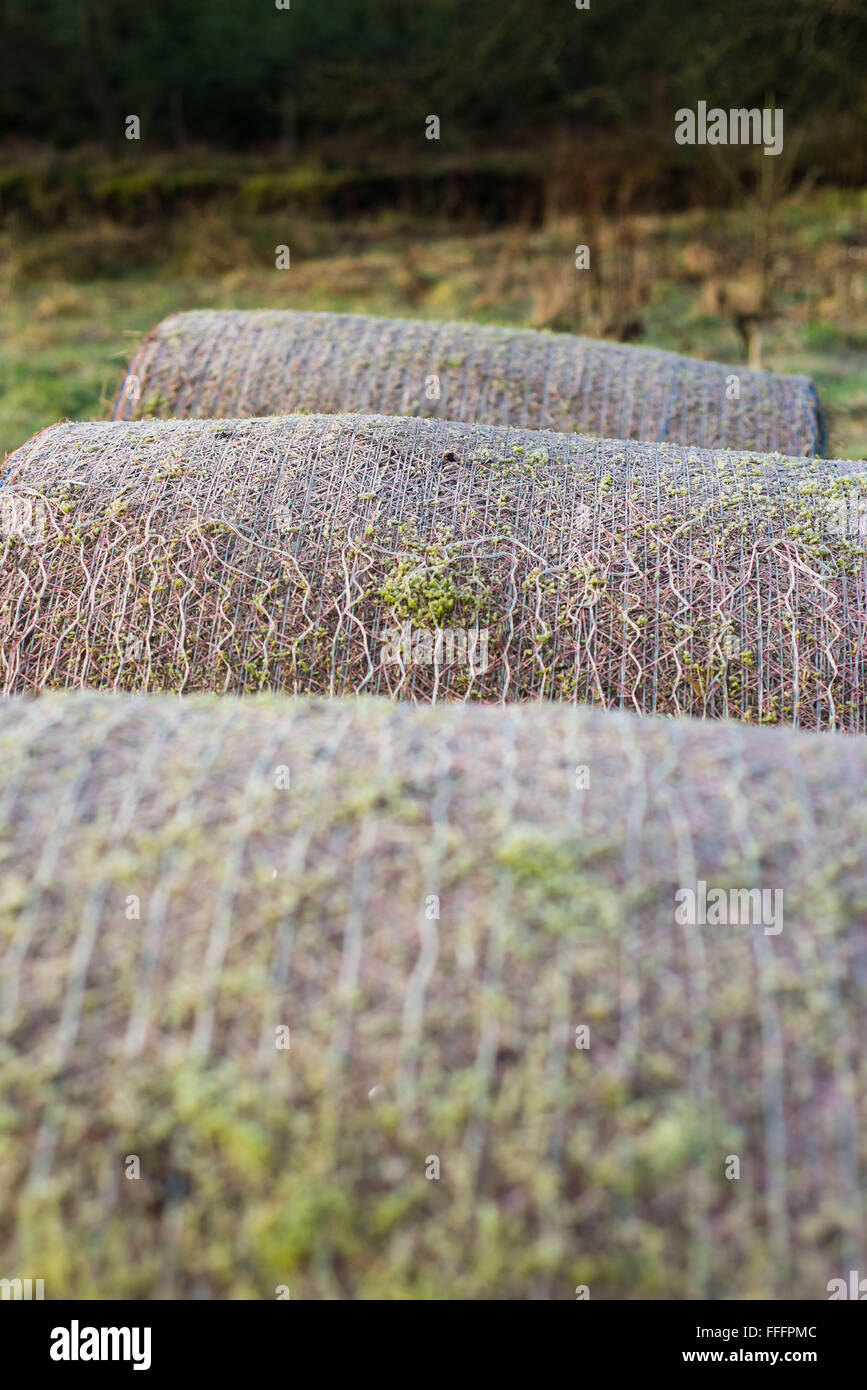 Frozen Hay Stock Photos Frozen Hay Stock Images Alamy