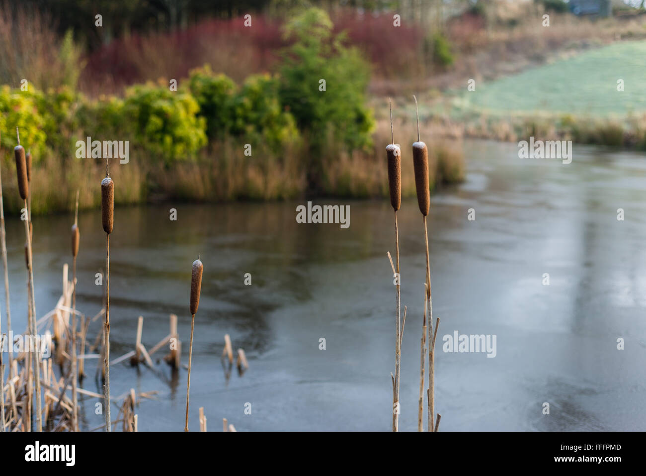 Reeds at the side of a frozen pond Stock Photo