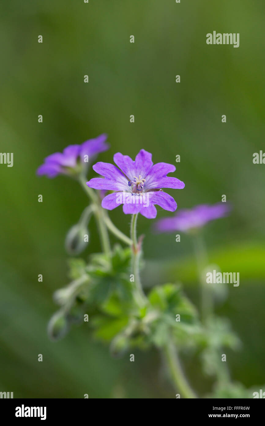 Hedgerow Cranesbill; Geranium pyrenaicum Flower; Anglesey; UK Stock Photo