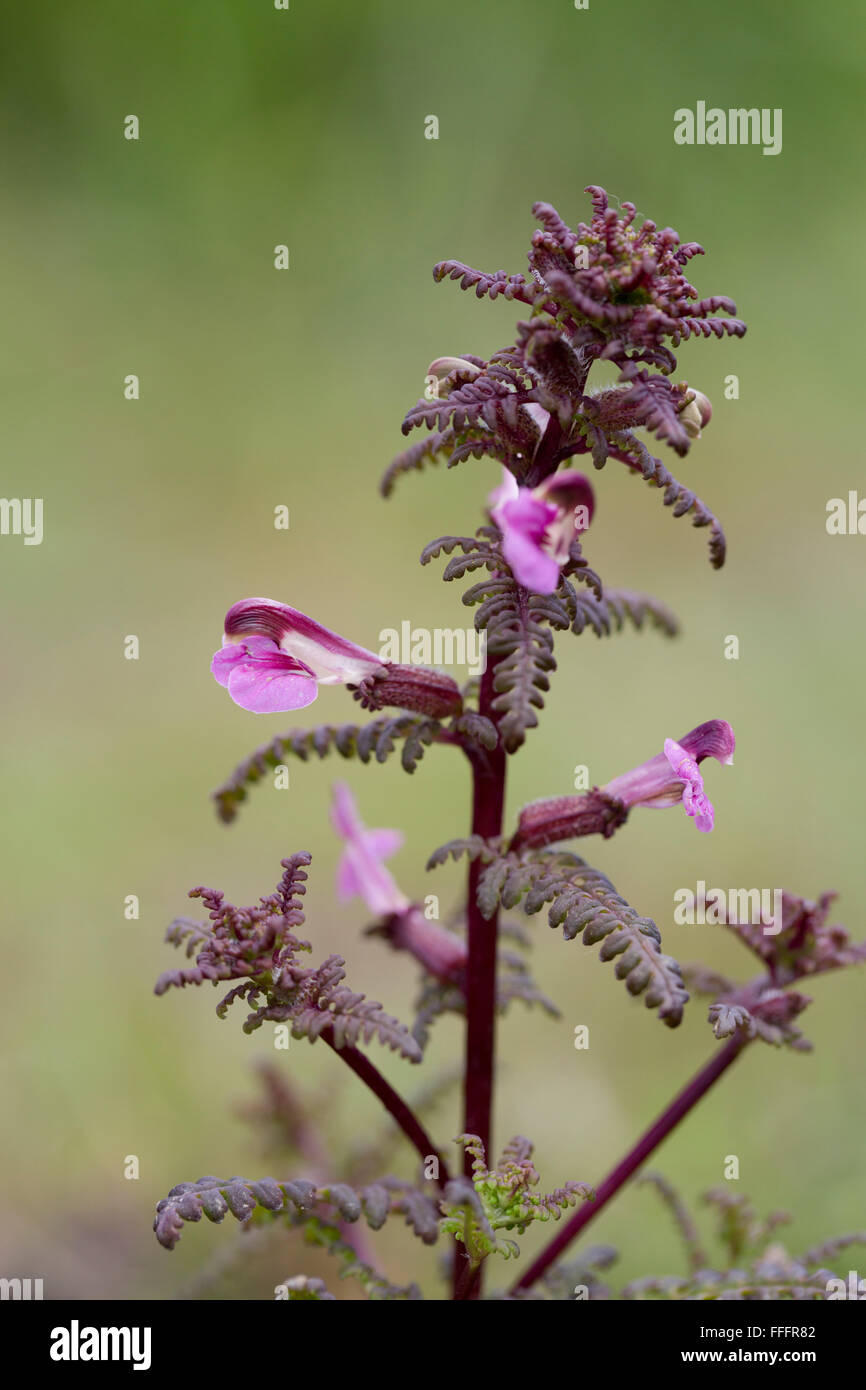 Marsh Lousewort; Pedicularis palustris Flower; Summer Anglesey; UK Stock Photo