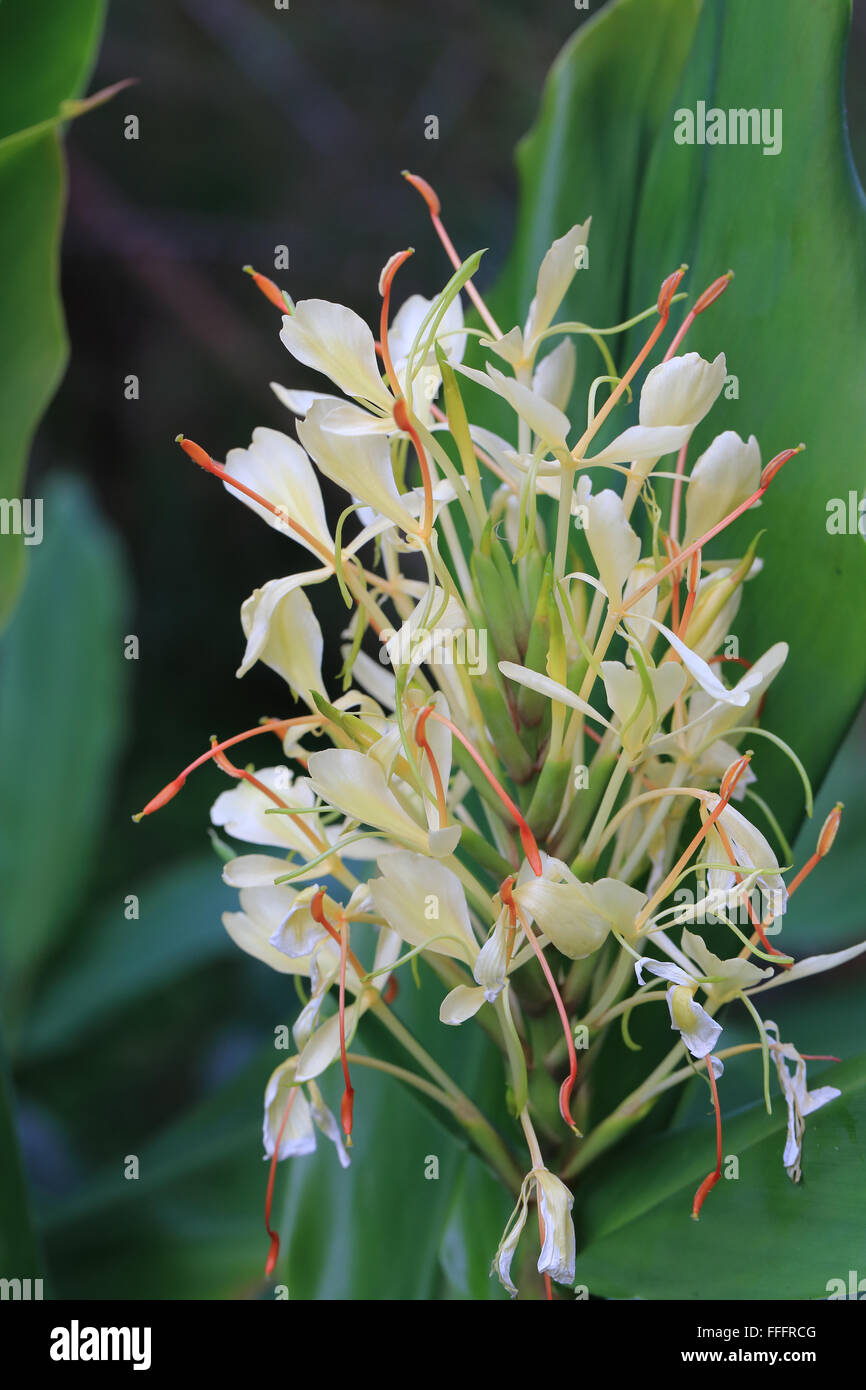 Flowering Ginger Stock Photo 95619344 Alamy