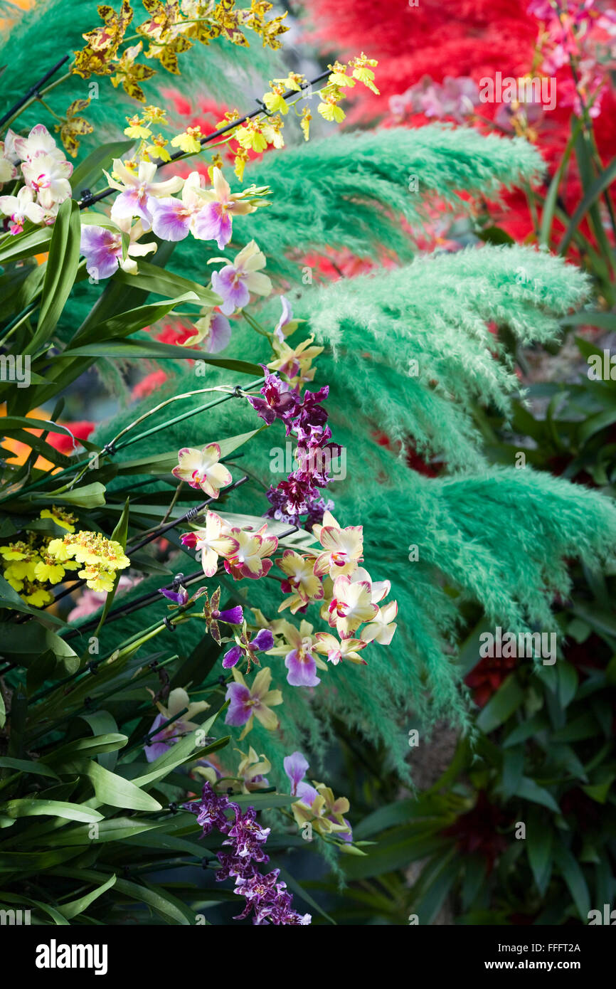 Orchid festival display inside The Princes of Wales Conservatory at Kew botanical gardens Stock Photo