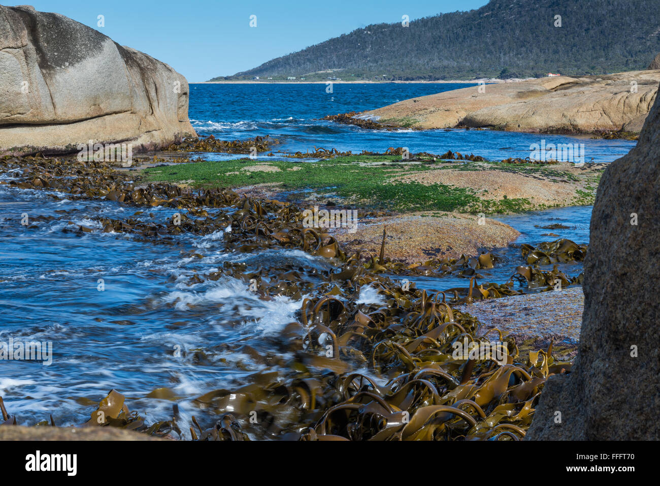 Seaweeds at Bicheno, East coast,Tasmania Stock Photo
