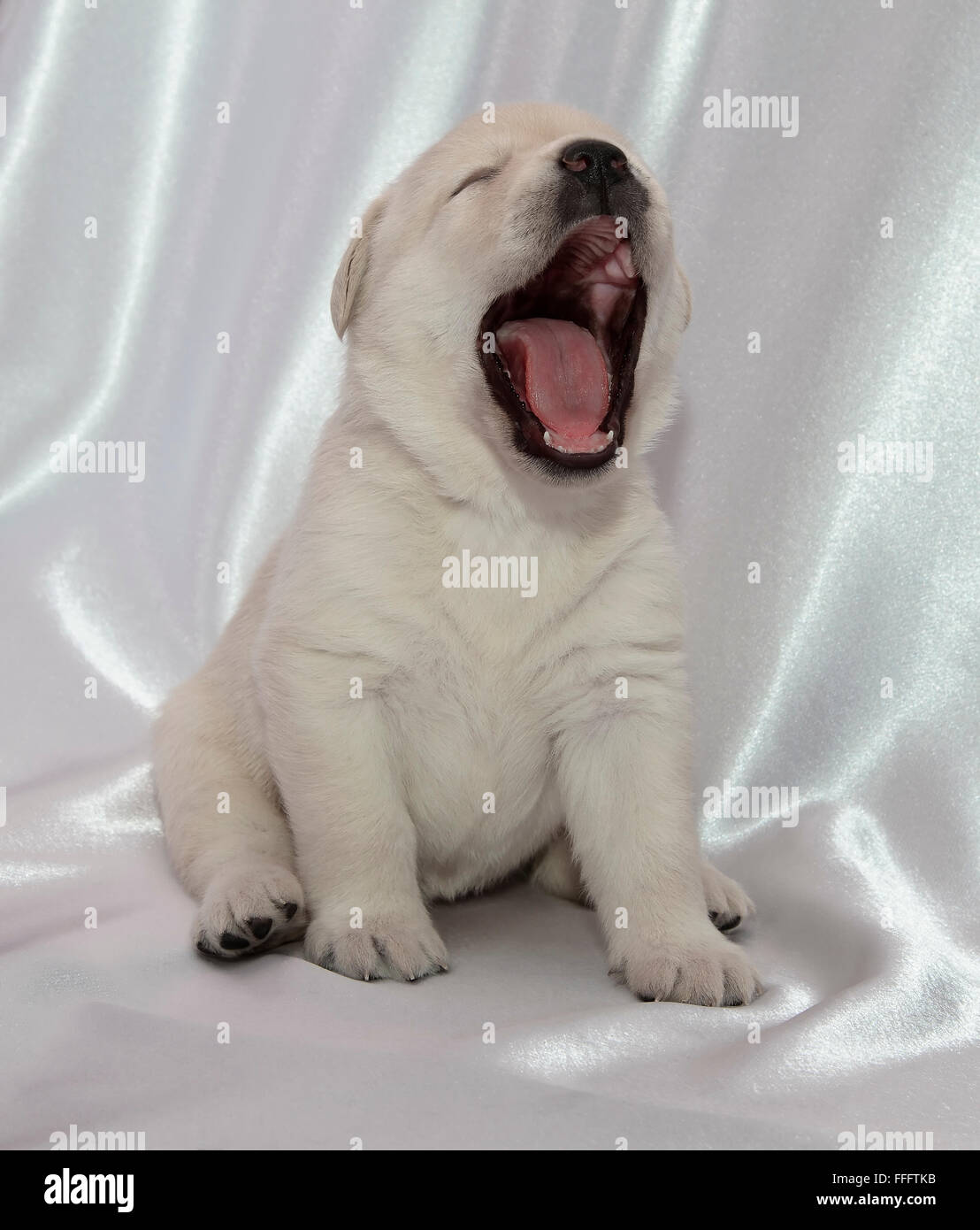 Labrador retriever puppy. Sitting, yawning, front view. Stock Photo