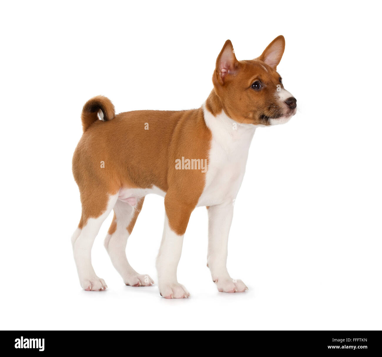 Basenji puppy isolated on white background. Side view, standing. Stock Photo