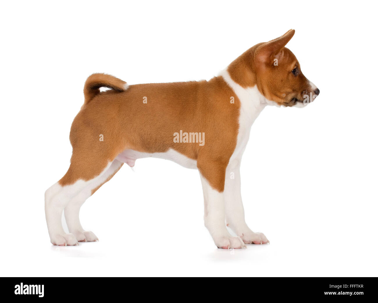 Basenji puppy isolated on white background. Side view, standing. Stock Photo