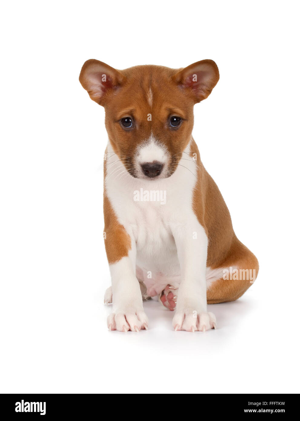 Basenji puppy isolated on white background. Front view, sitting. Stock Photo