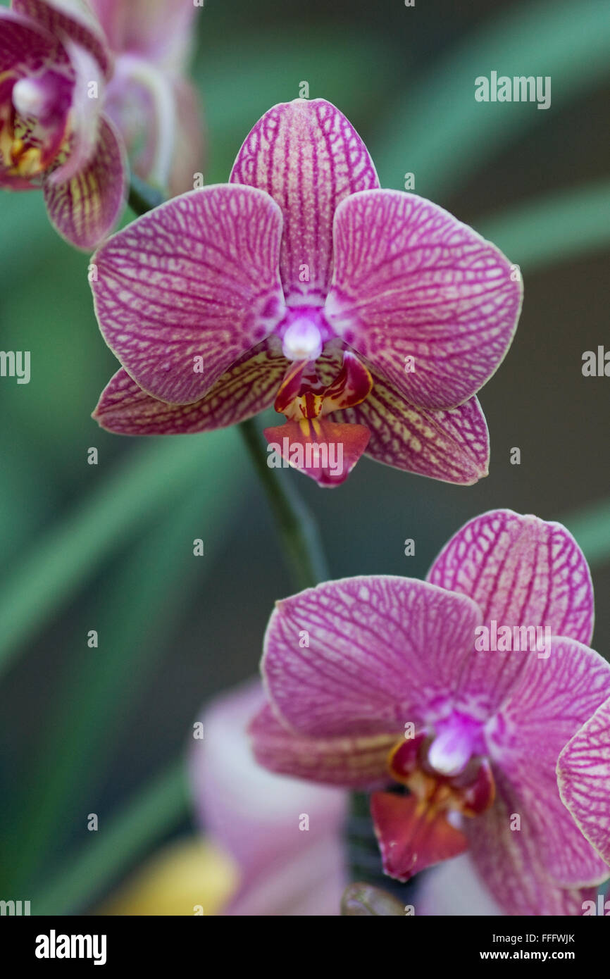 Phalaenopsis, pink striped Moth Orchid hybrid Stock Photo