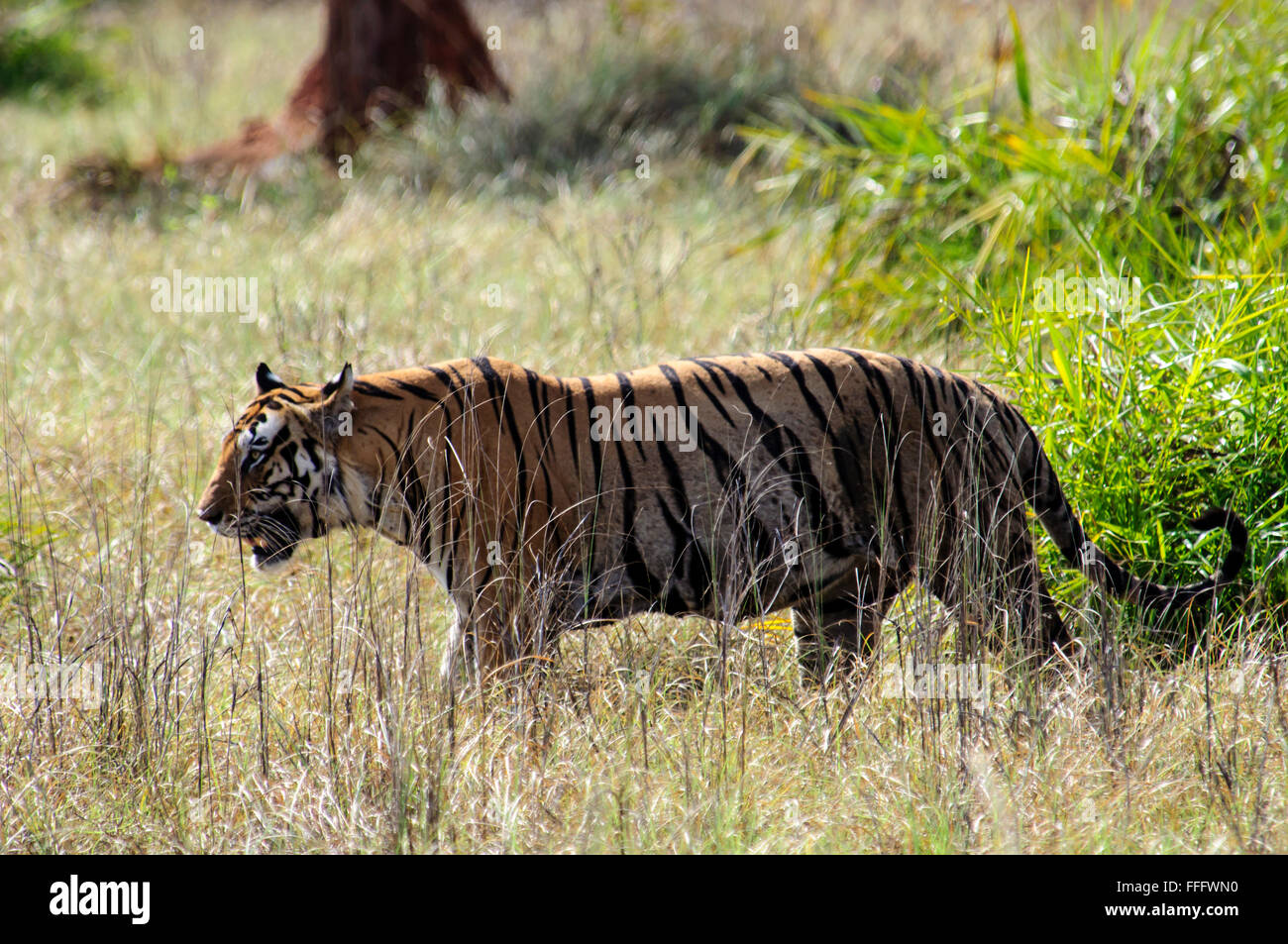 Bengal Tiger stalking in Kanha Stock Photo Alamy