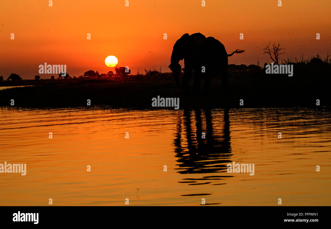 Sunset over the Chobe river with a Silhouetted African elephant  and  its reflection in the river water Stock Photo