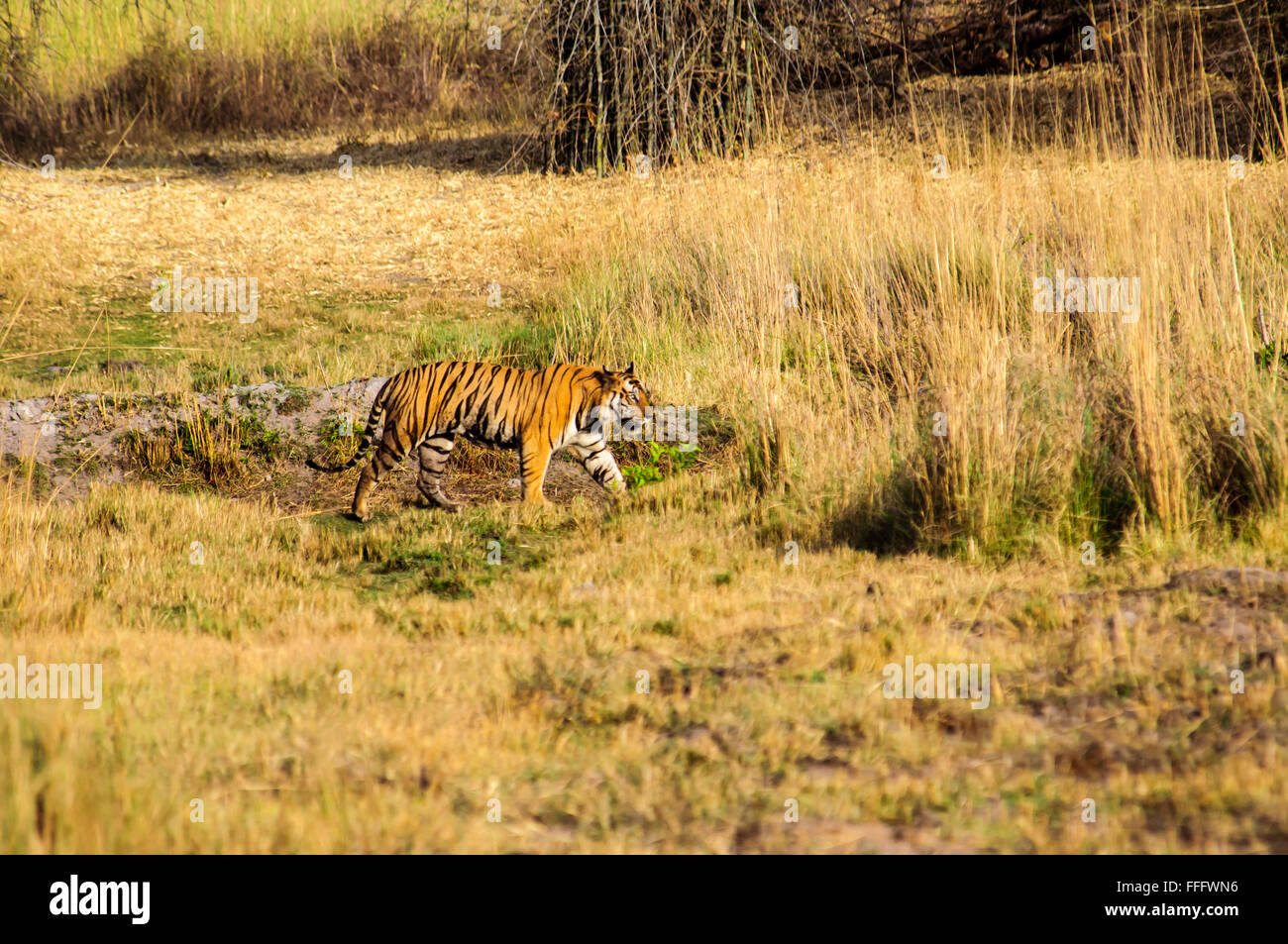 tiger on the prowl in Kanha Stock Photo