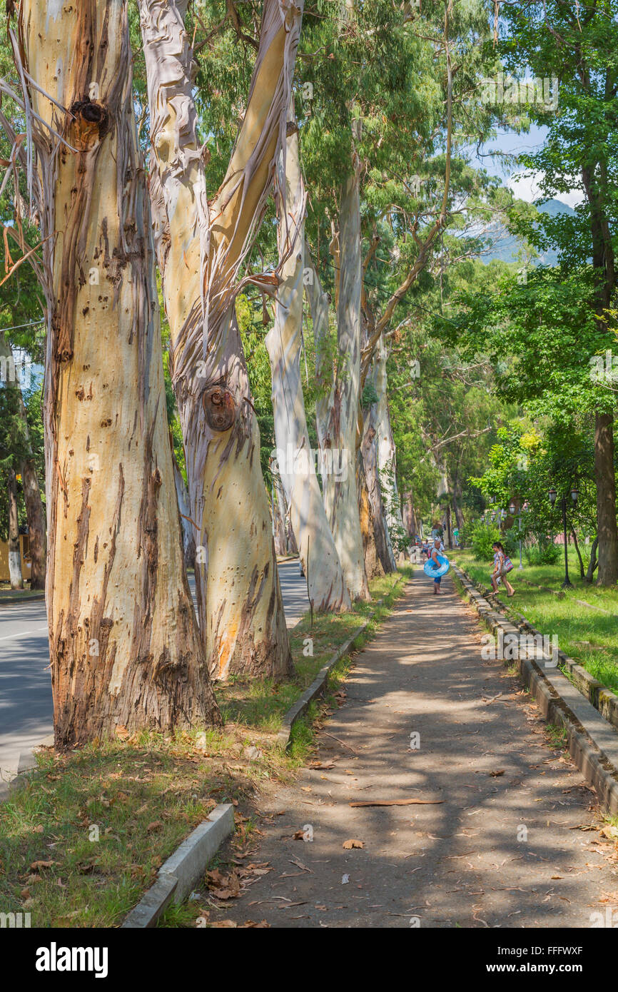 Eucalyptus alley, Gagra, Abkhazia, Georgia Stock Photo