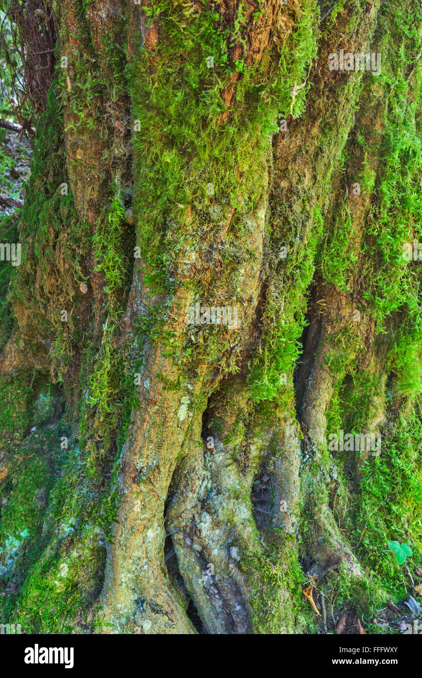 Tree with green moss in tropical forest, Abkhazia, Georgia Stock Photo
