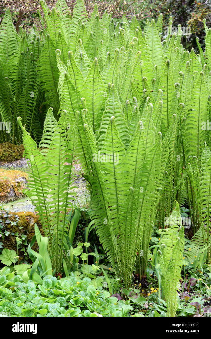 Shuttlecock ferns.  Ferns are one of the oldest plants on this earth. Stock Photo