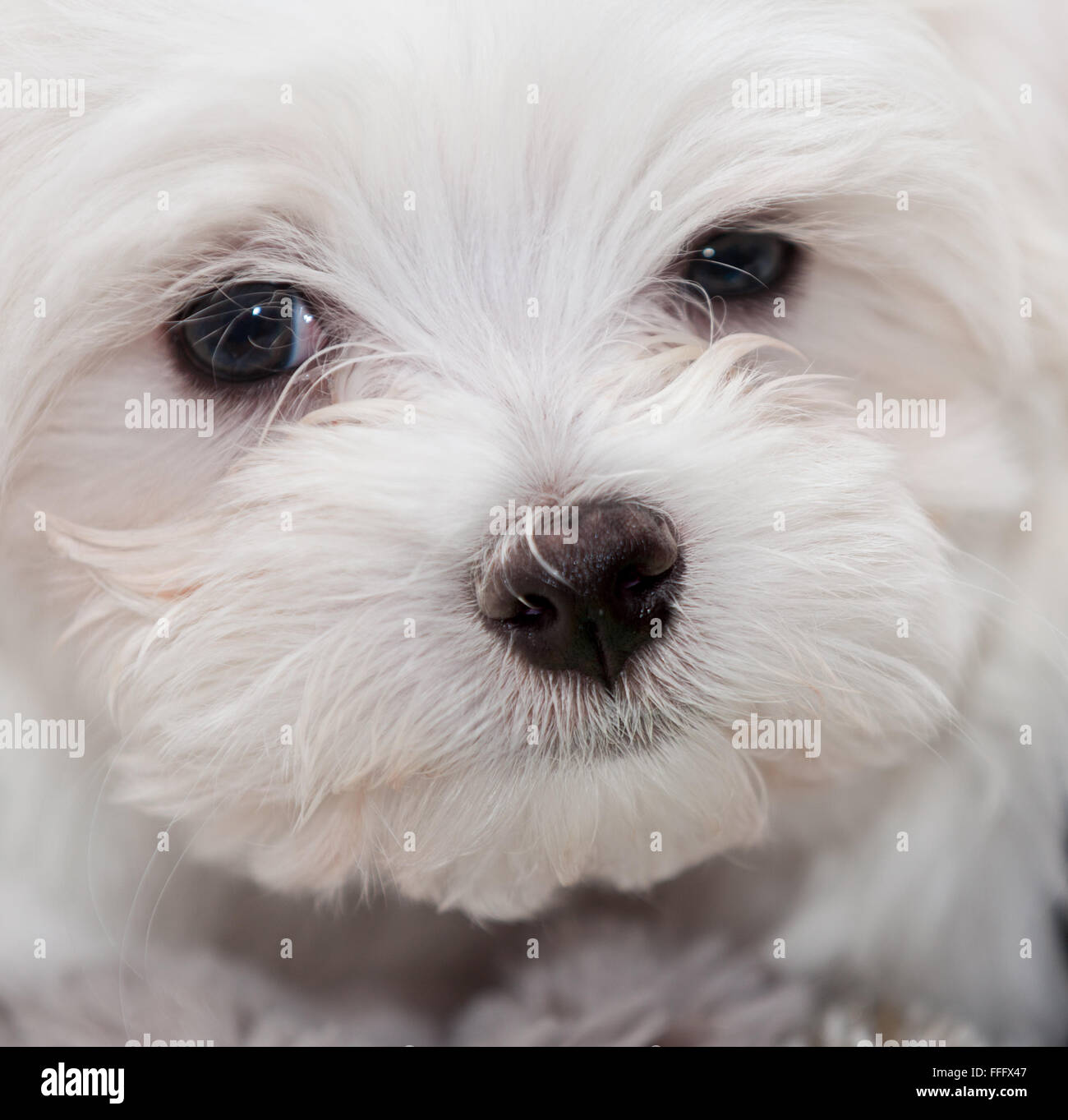 10 week old maltese puppy