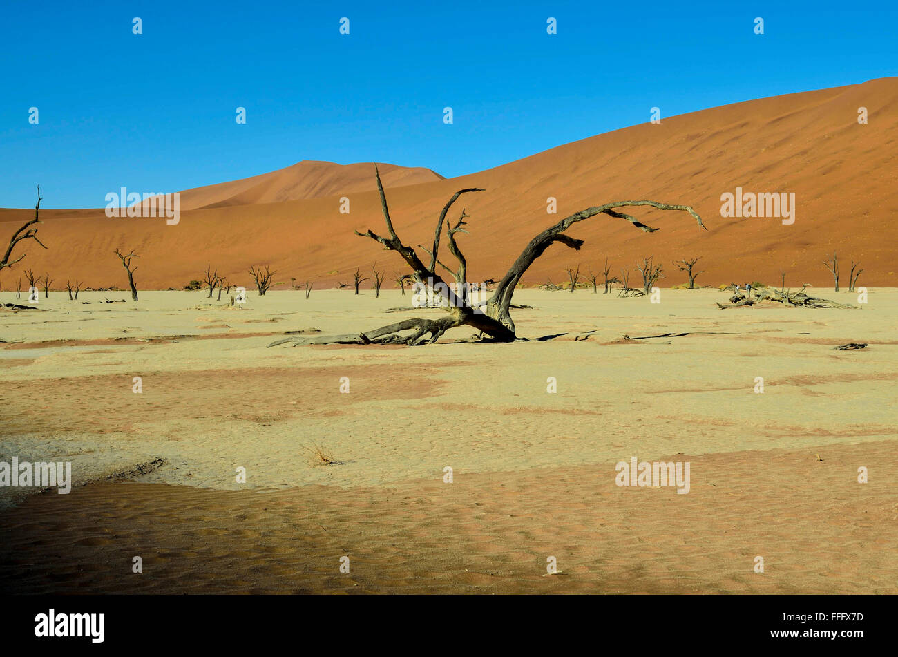 Dead viel in the Namib desert Stock Photo