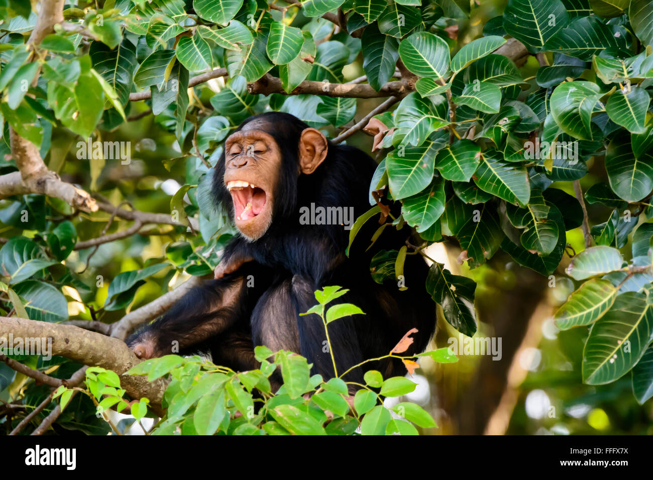 Chimp laughing out loud Stock Photo