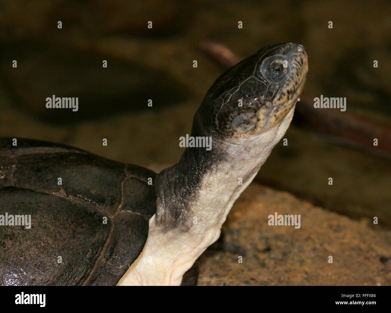 West African mud turtle (Pelusios castaneus), a.k.a. West African side necked turtle or  Swamp terrapin Stock Photo