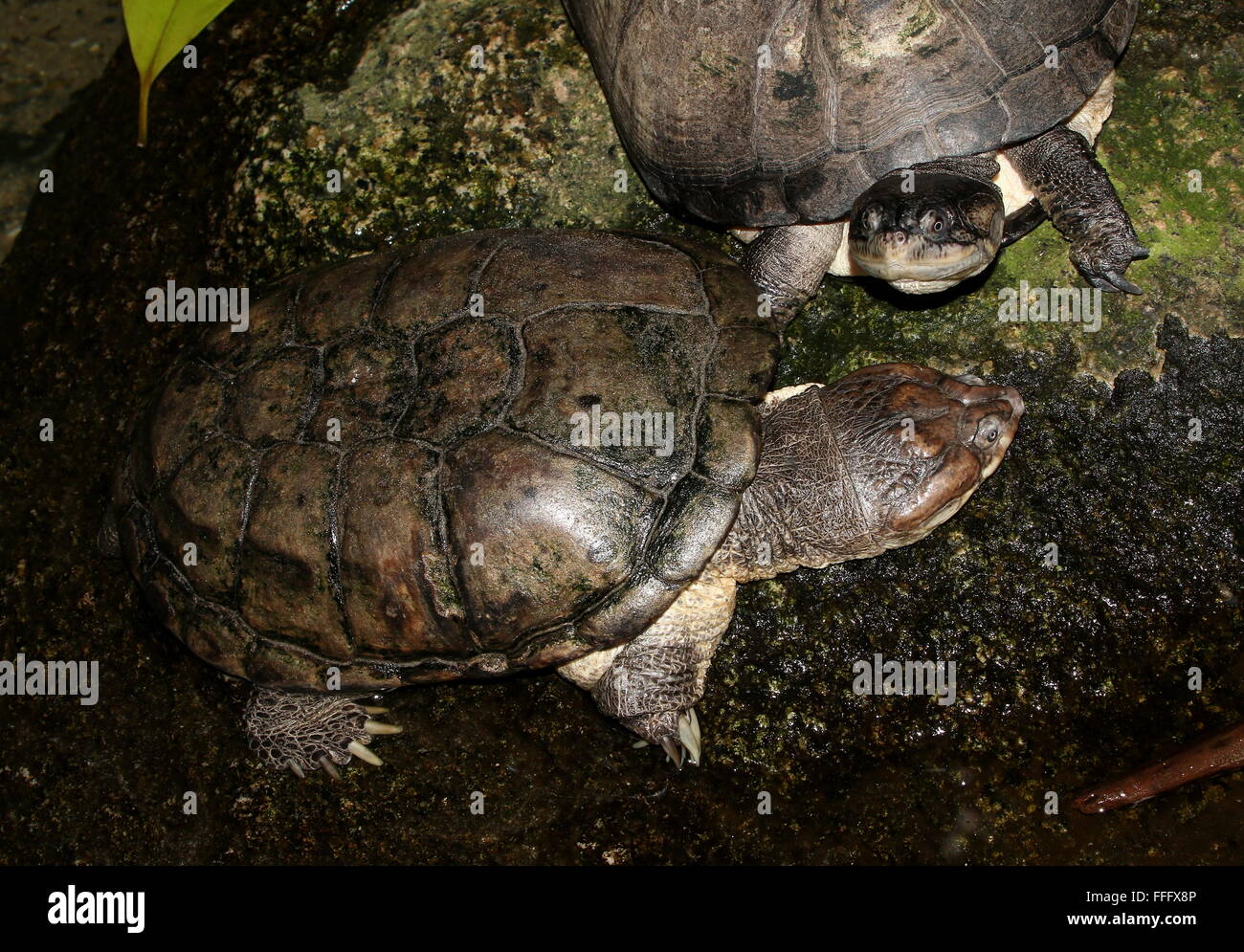 In front an African helmeted turtle (Pelomedusa subrufa), in the back the head of a West African mud turtle (Pelusios castaneus) Stock Photo