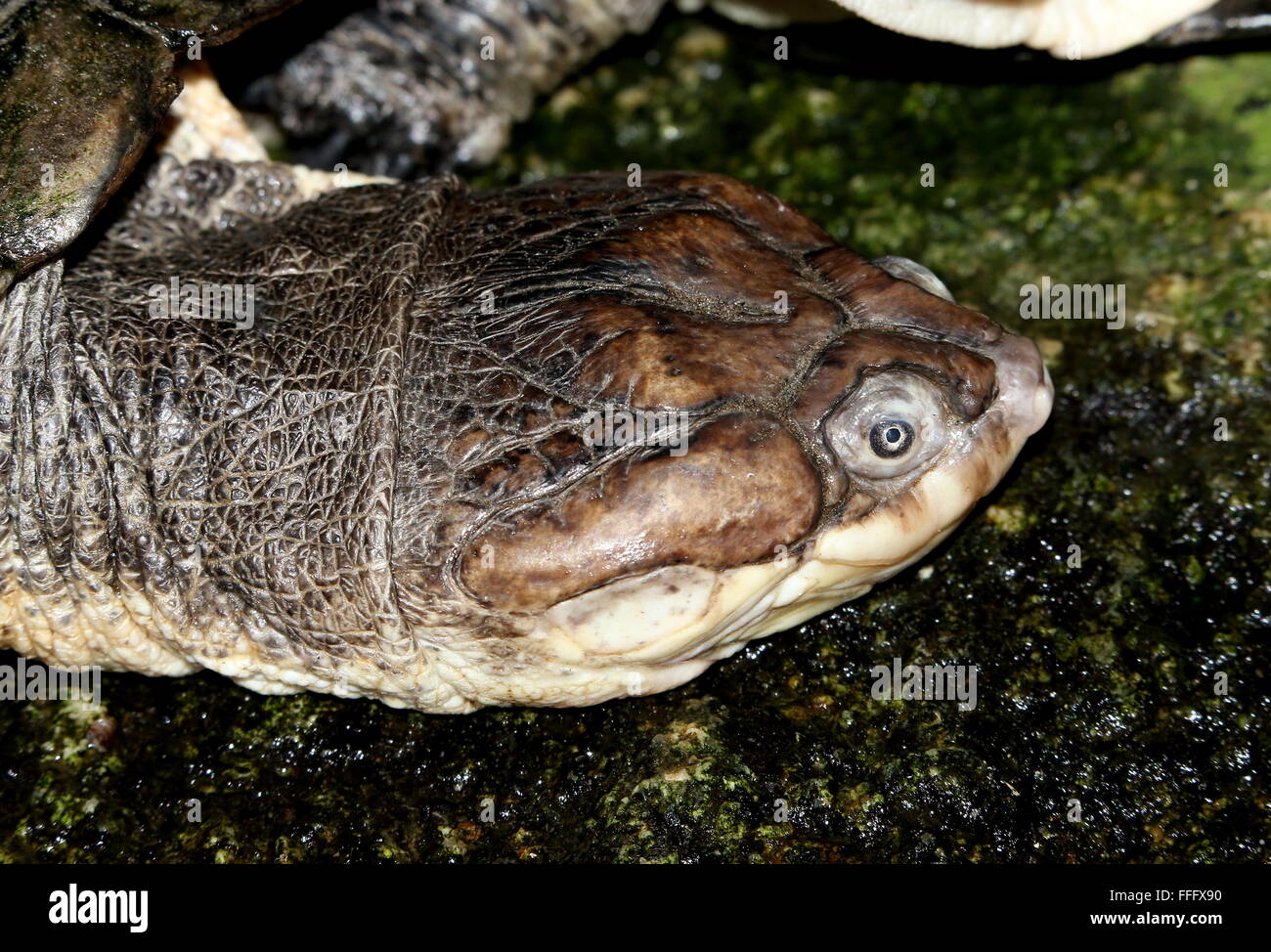 African helmeted turtle (Pelomedusa subrufa), a.k.a. marsh terrapin, crocodile turtle or African side-necked turtle Stock Photo