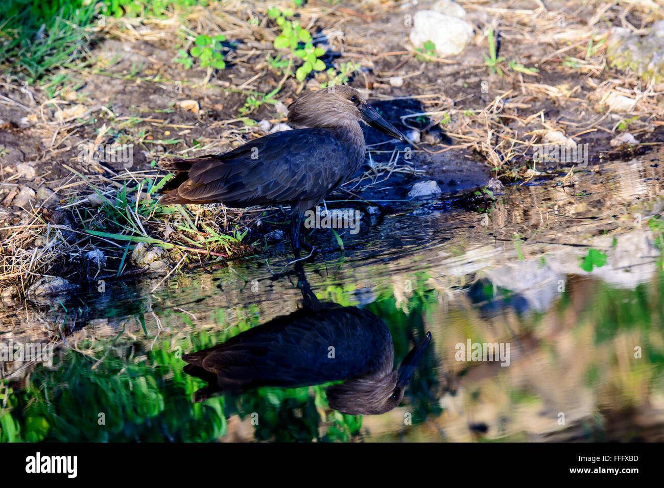 hammerkop and its reflection in water Stock Photo