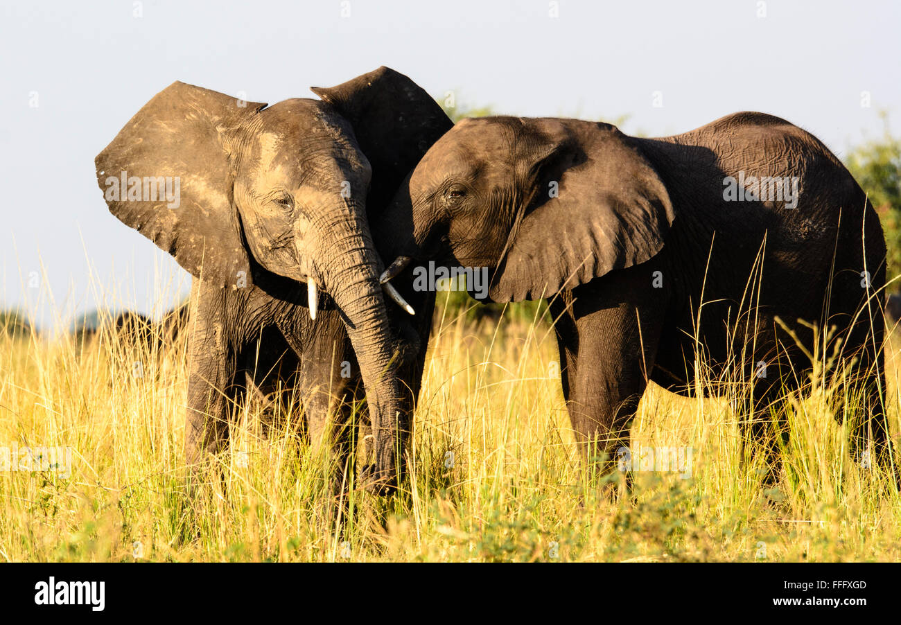 two affectionate African elephants Stock Photo
