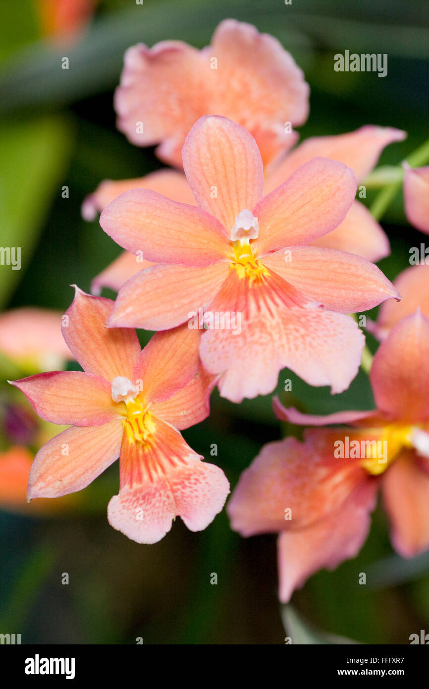 Salmon colored Dendrobium Orchids Stock Photo Alamy