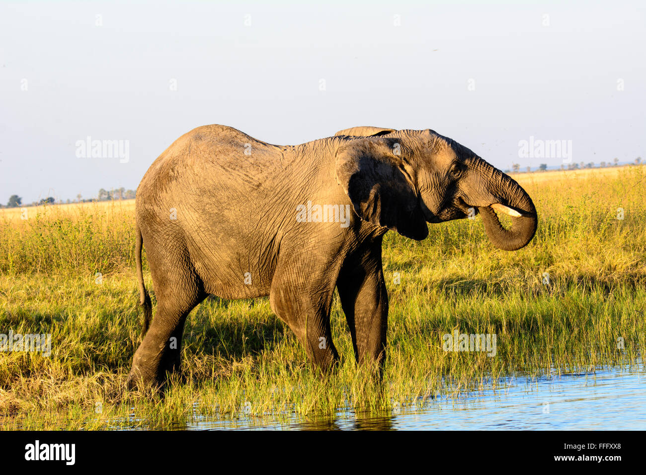 African Elephant enjoying a quiet drink Stock Photo