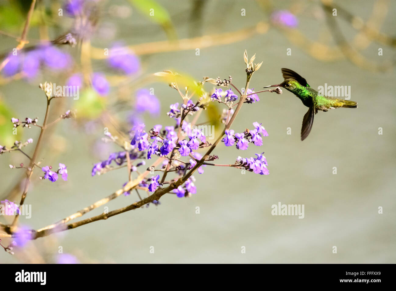 Hummingbird in flight attracted to the flowering tree Stock Photo Alamy