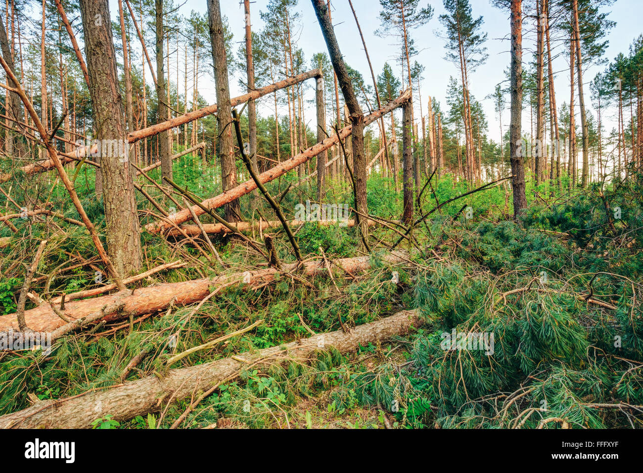 Windfall in forest. Storm damage. Fallen trees in coniferous forest after strong hurricane wind Stock Photo
