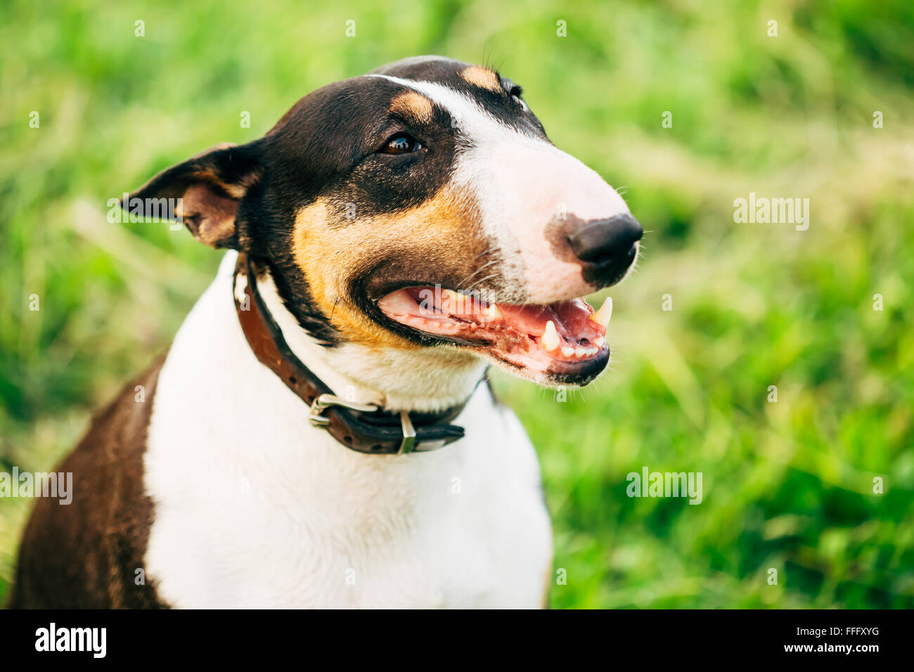 Pet Bullterrier Dog Portrait At Green Grass. Other names Bully, The
