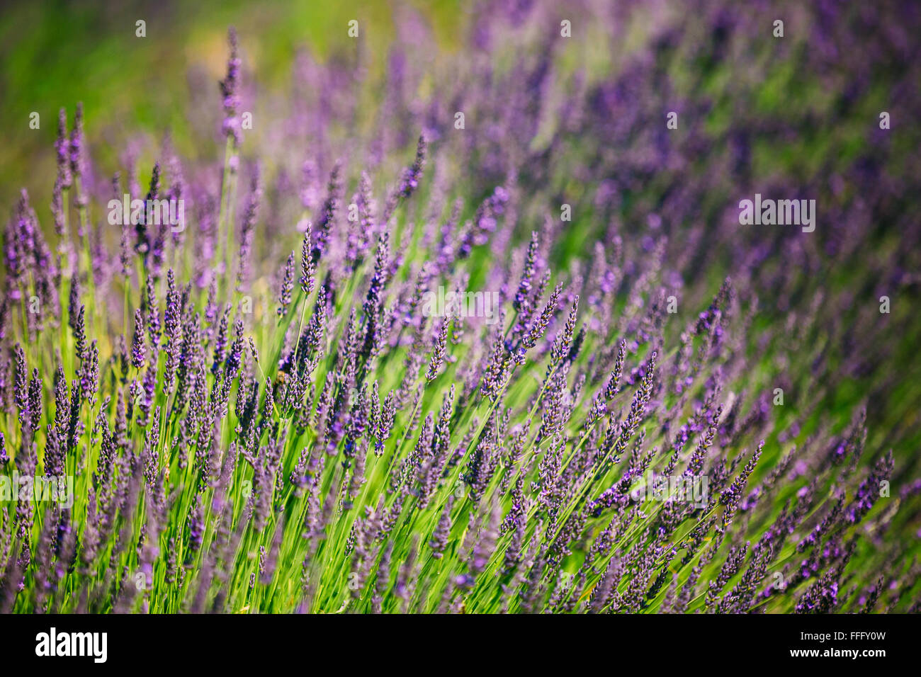 Lavender Flowers. Summer season. Close up Stock Photo Alamy