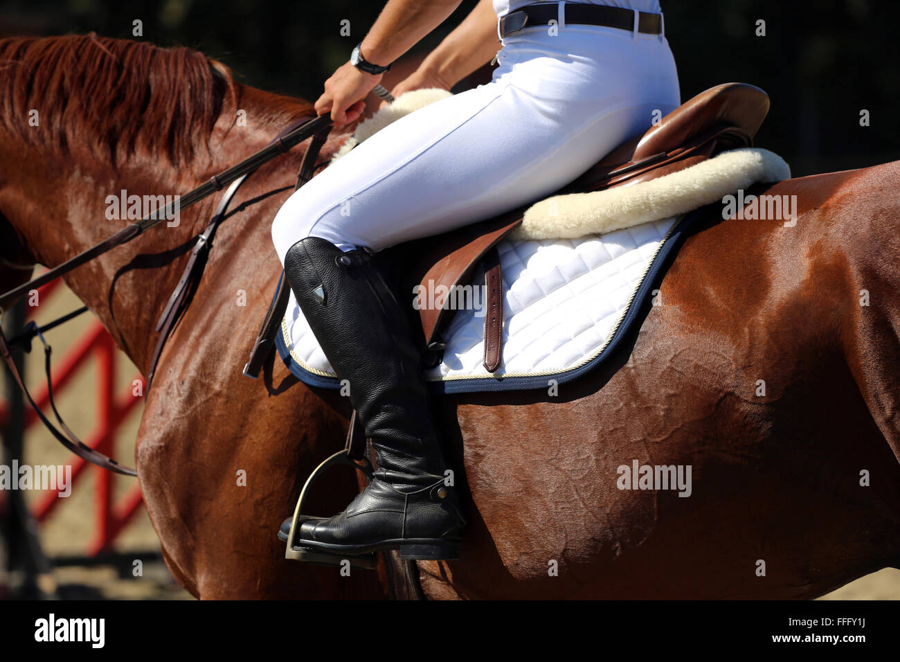 Purebred racehorse with beautiful trappings under saddle during