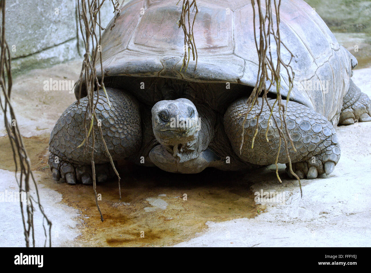 Galapagos Giant Tortoise Stock Photo