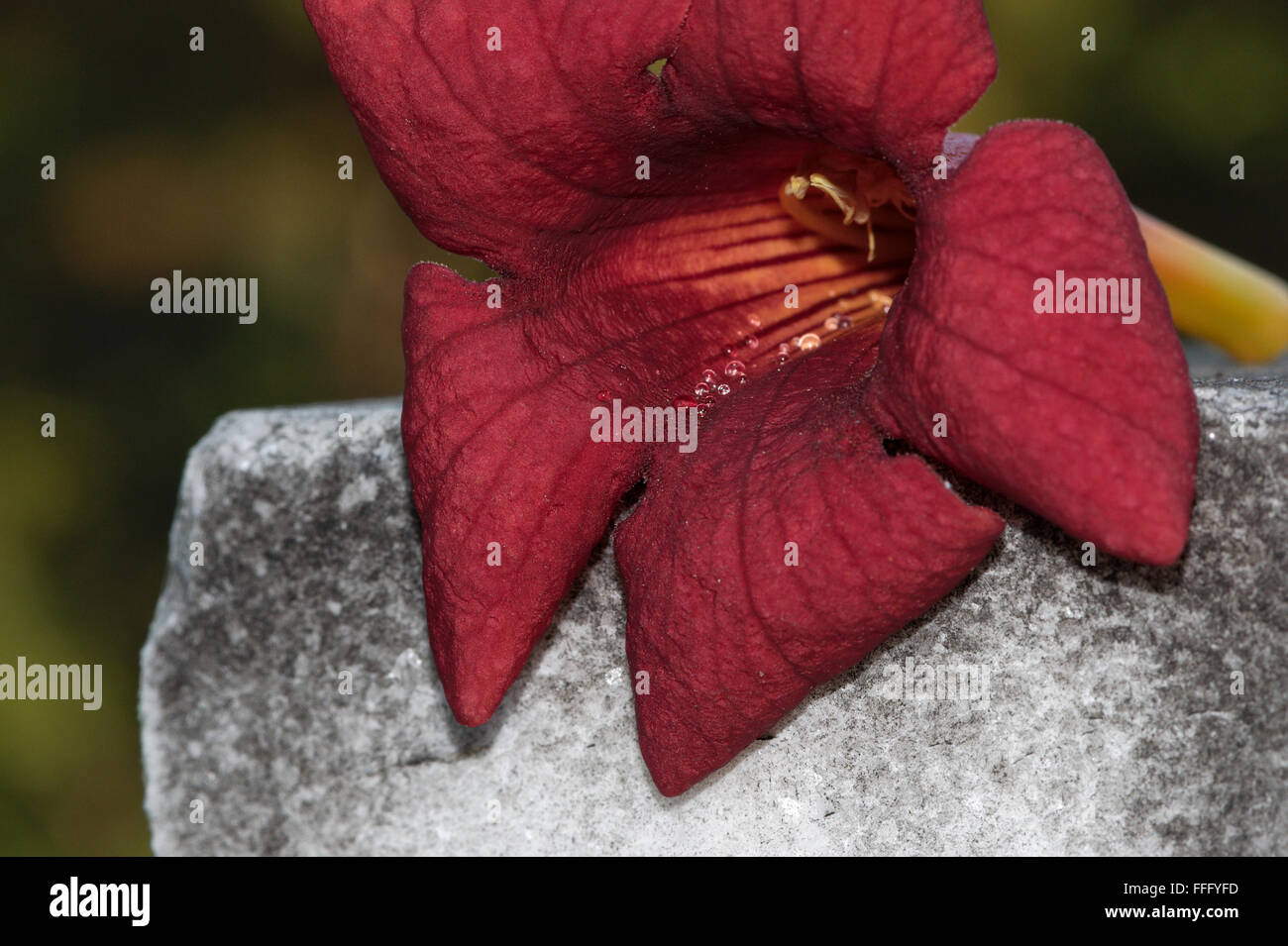 a Trumpet Creeper Stock Photo