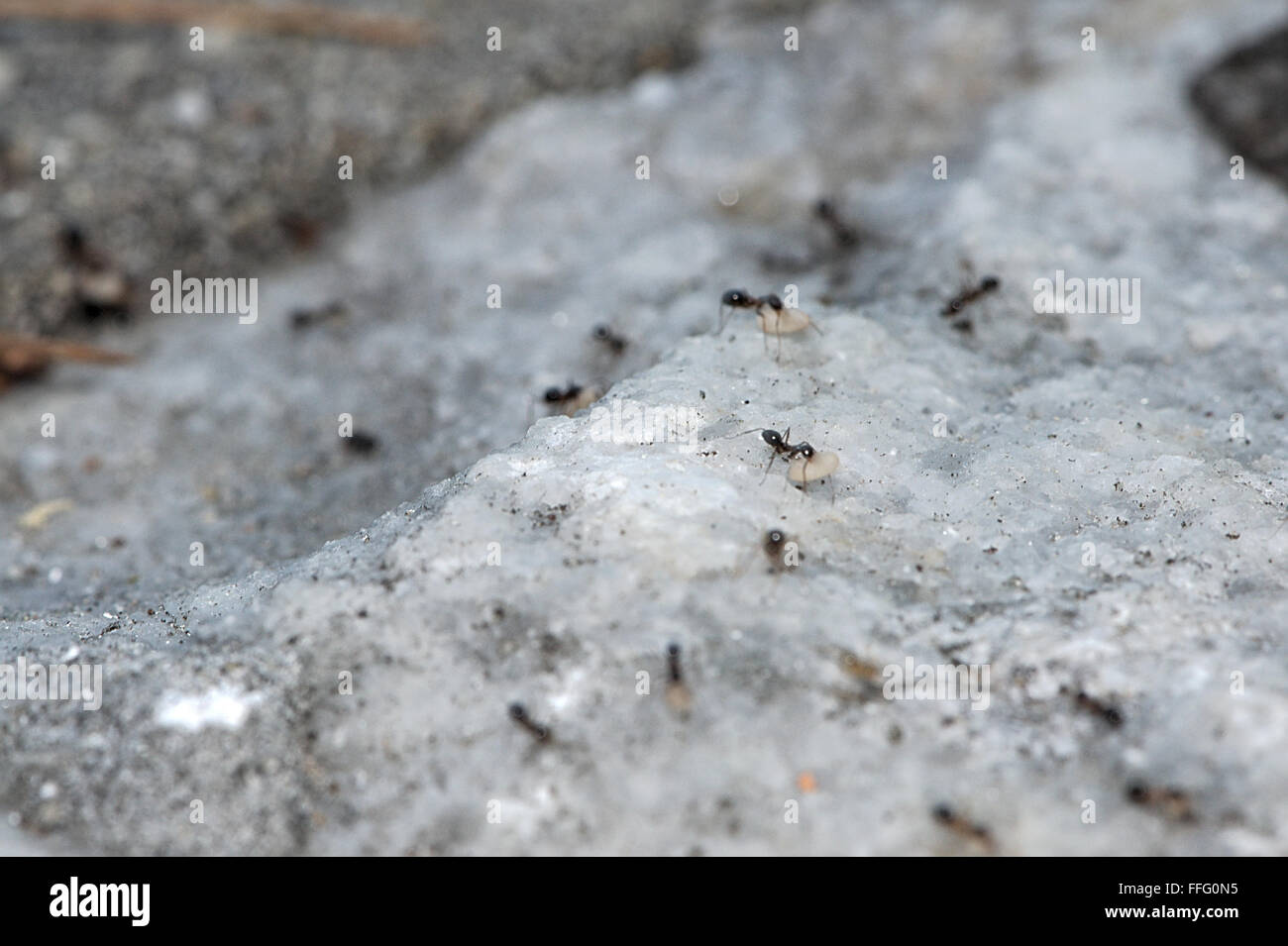 an Ant Trail Stock Photo - Alamy
