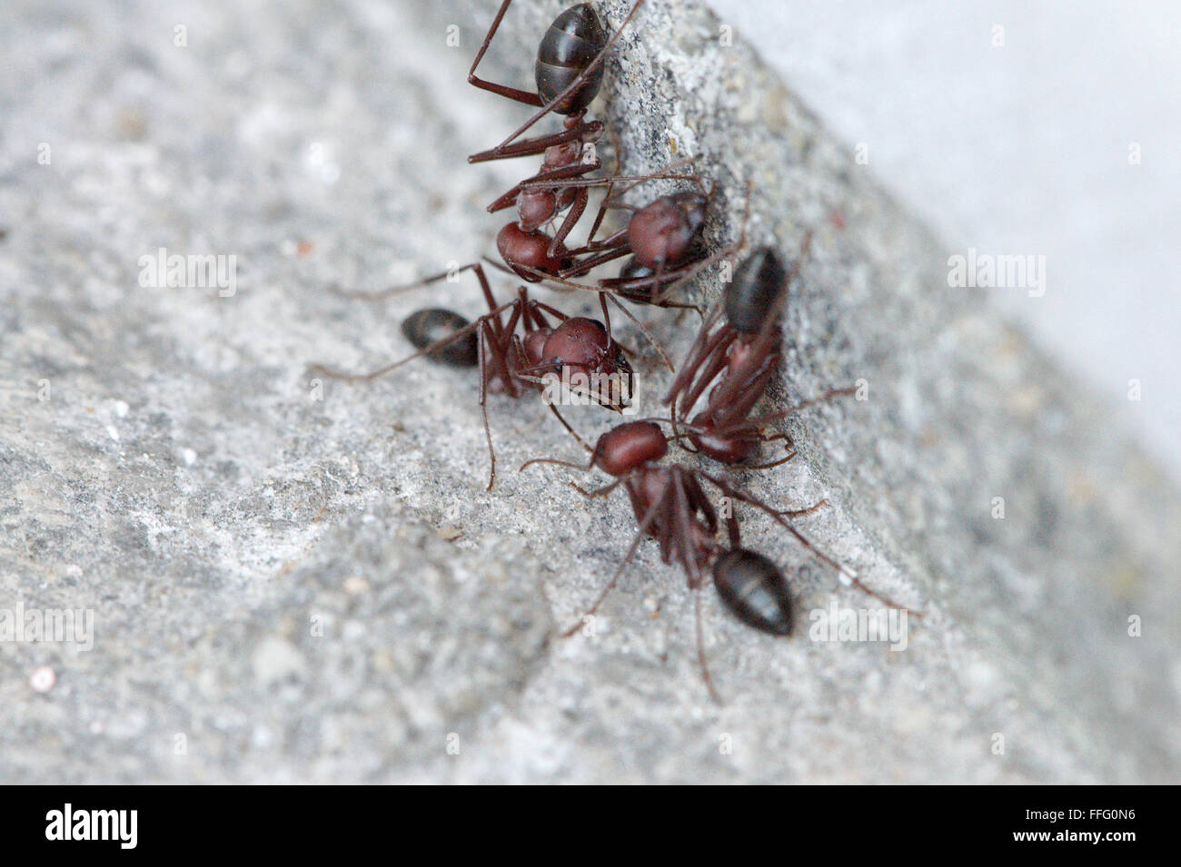 a Desert Ant Stock Photo