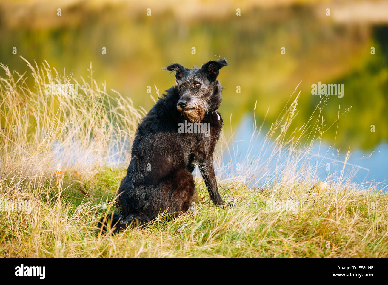 Small Size Black Dog in grass near river, lake. Summer Season. Stock Photo