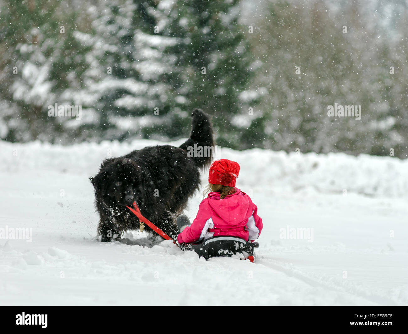 Young newfoundlander dog carry sleds with child in the snow, winter Stock Photo